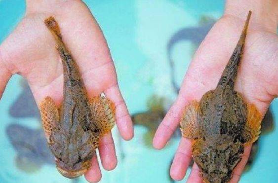 "5种"野生鱼类钓到后,吃了就闯大祸,钓友们一定要当心!_保护