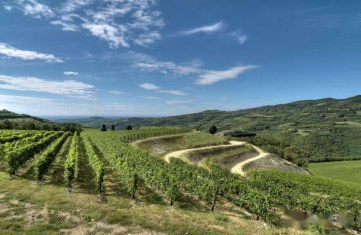 进行|侍酒师口中的“传统”与“现代”之争