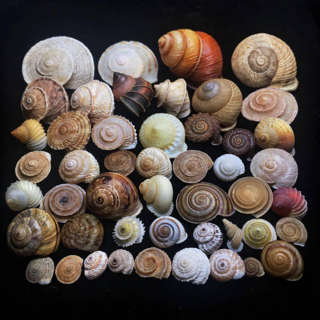 85后小伙痴迷贝壳拍的贝壳90你没见过曝光后令无数人疯狂世界美学巅峰