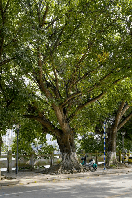 五指山选"市树""市花",选什么,你说了算!参与投票,每日都有抽奖机会