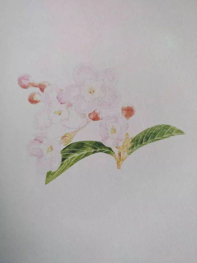 丁香花彩铅画图片