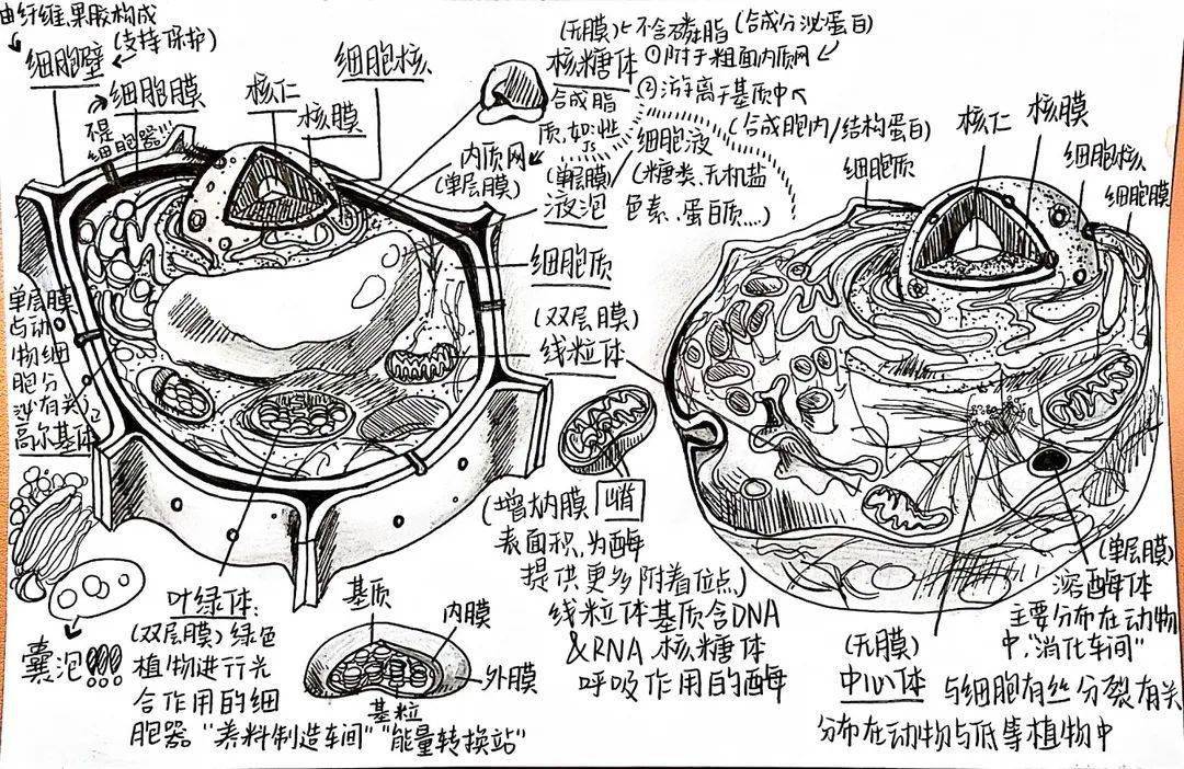第18届体艺节之高一年级细胞结构的物理模型制作绘图大赛