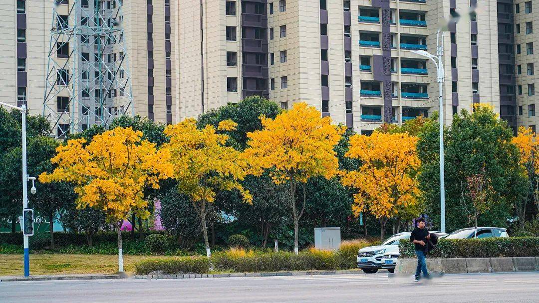 种无患子树前景如何