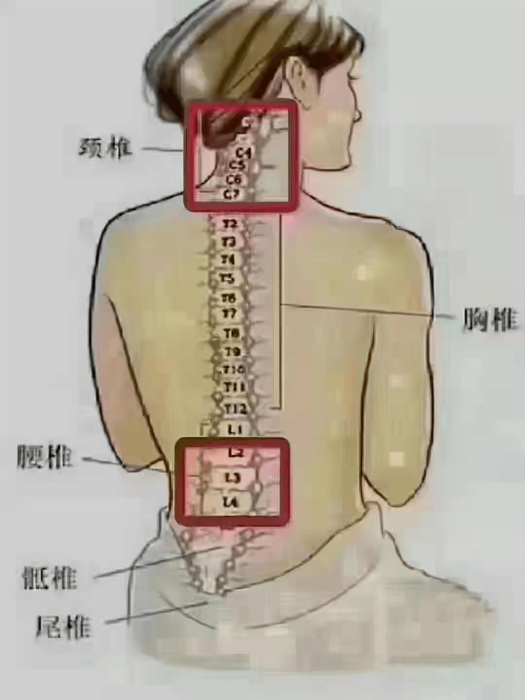 腰椎12345节的位置图片图片