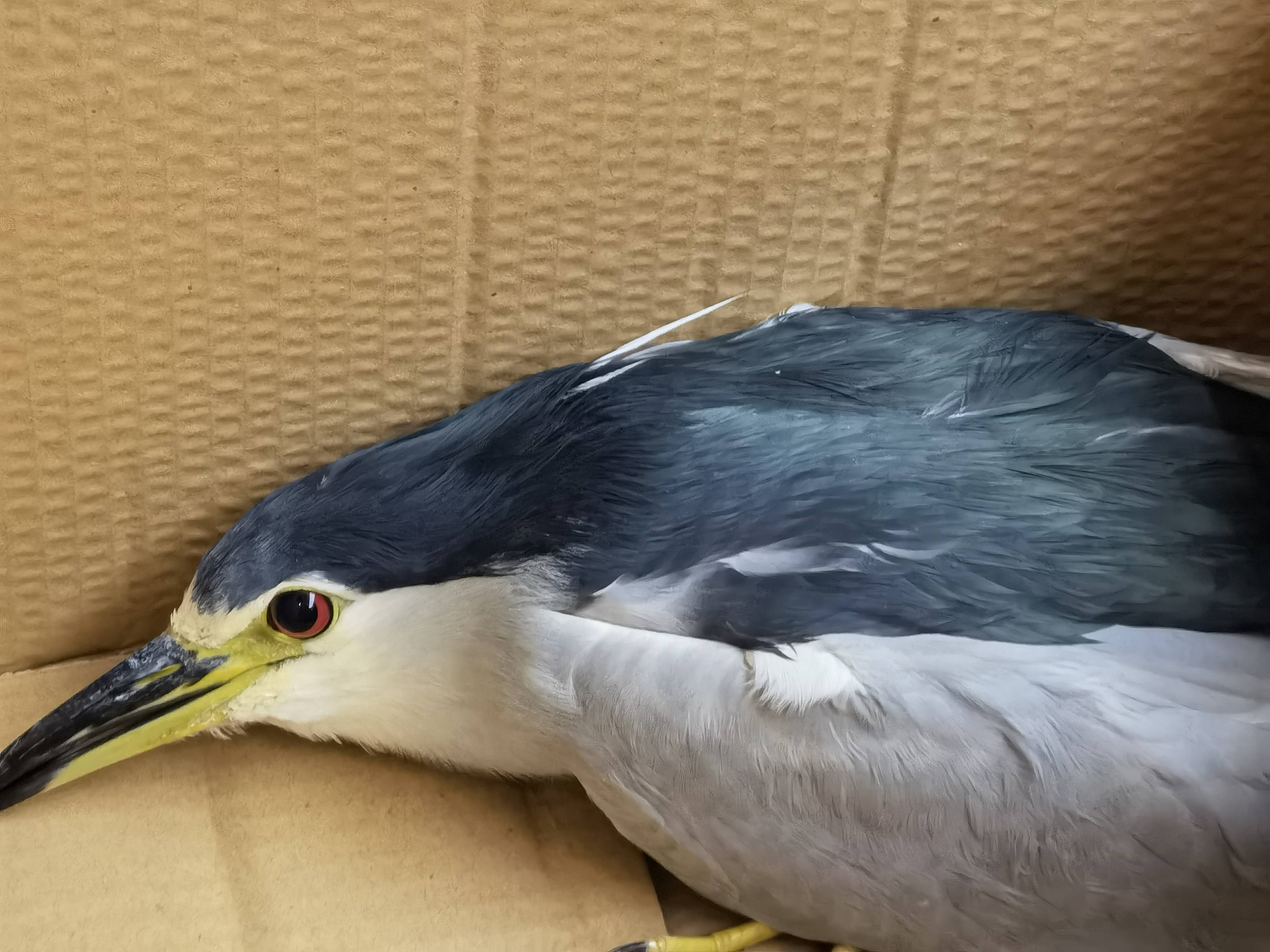 路边的大胖鸟竟是国家二级保护动物_路桥区