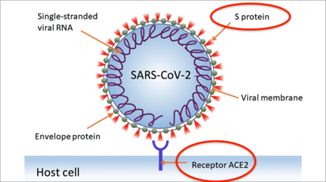 来，嚼可以“捕获”新冠病毒的口香糖