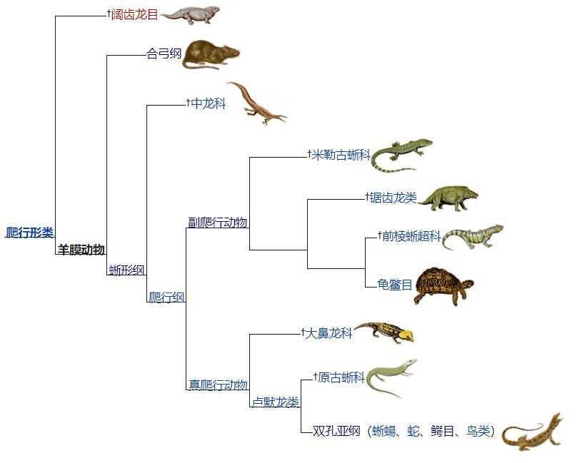 接触过二叠纪生物科普的同学可能会被这个时期各种复杂的"兽","龙"绕