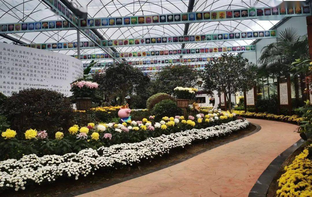 30,市商务局,市融媒体中心直播带货走进菊香人家_麻城