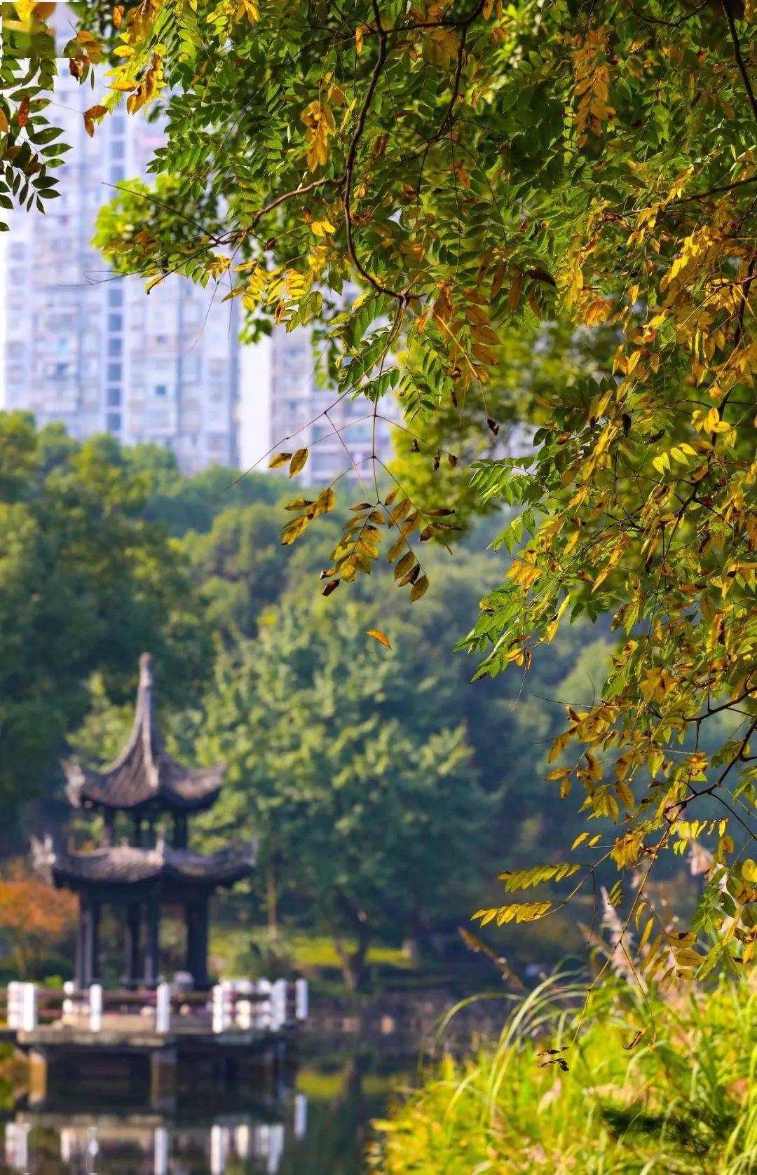 冬日暖阳打翻调色盘美在沙坪公园里