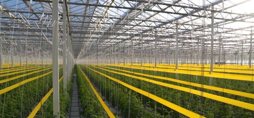 逛番茄森林入樱桃大棚探秘冬日里的智慧农场