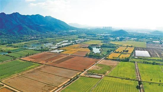 碧桂园万亩智慧农业园：积极探索现代科技农业发展新模式