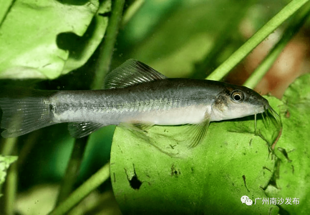 月鳢唐鱼中国长臀鮠稀奇没见过吧南沙这个地方全都有