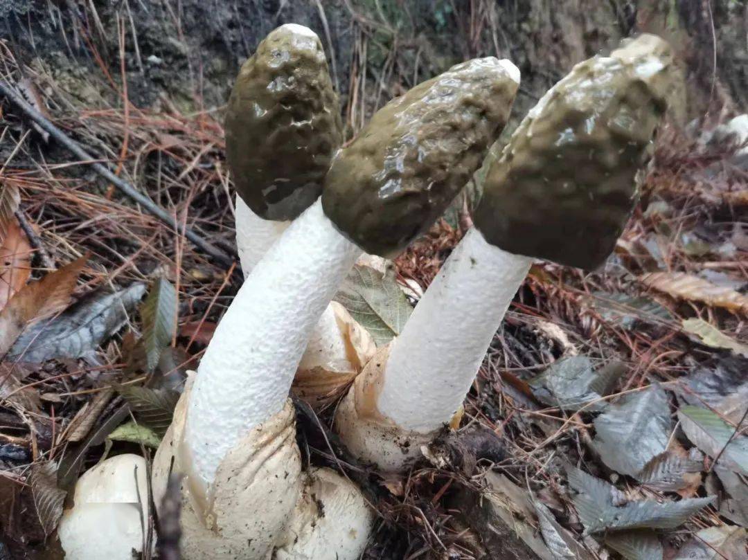 大方县:林下冬荪采摘忙 开启致富"新引擎"