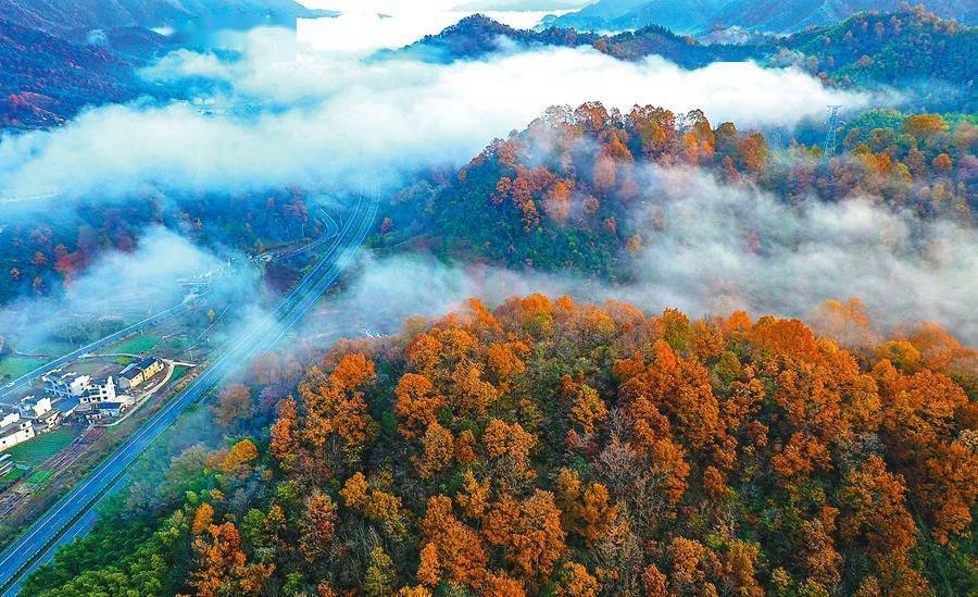 通讯员汪在毅摄11月18日拍摄的霍山县下符桥镇山林,枫树叶已到了最佳