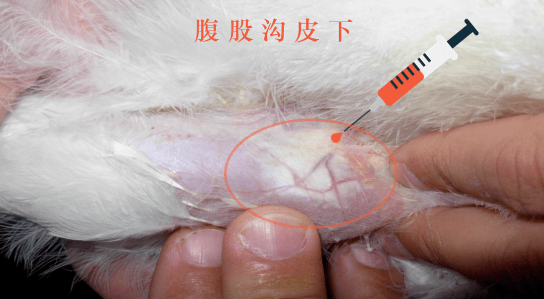 鸡肌肉注射部位图片