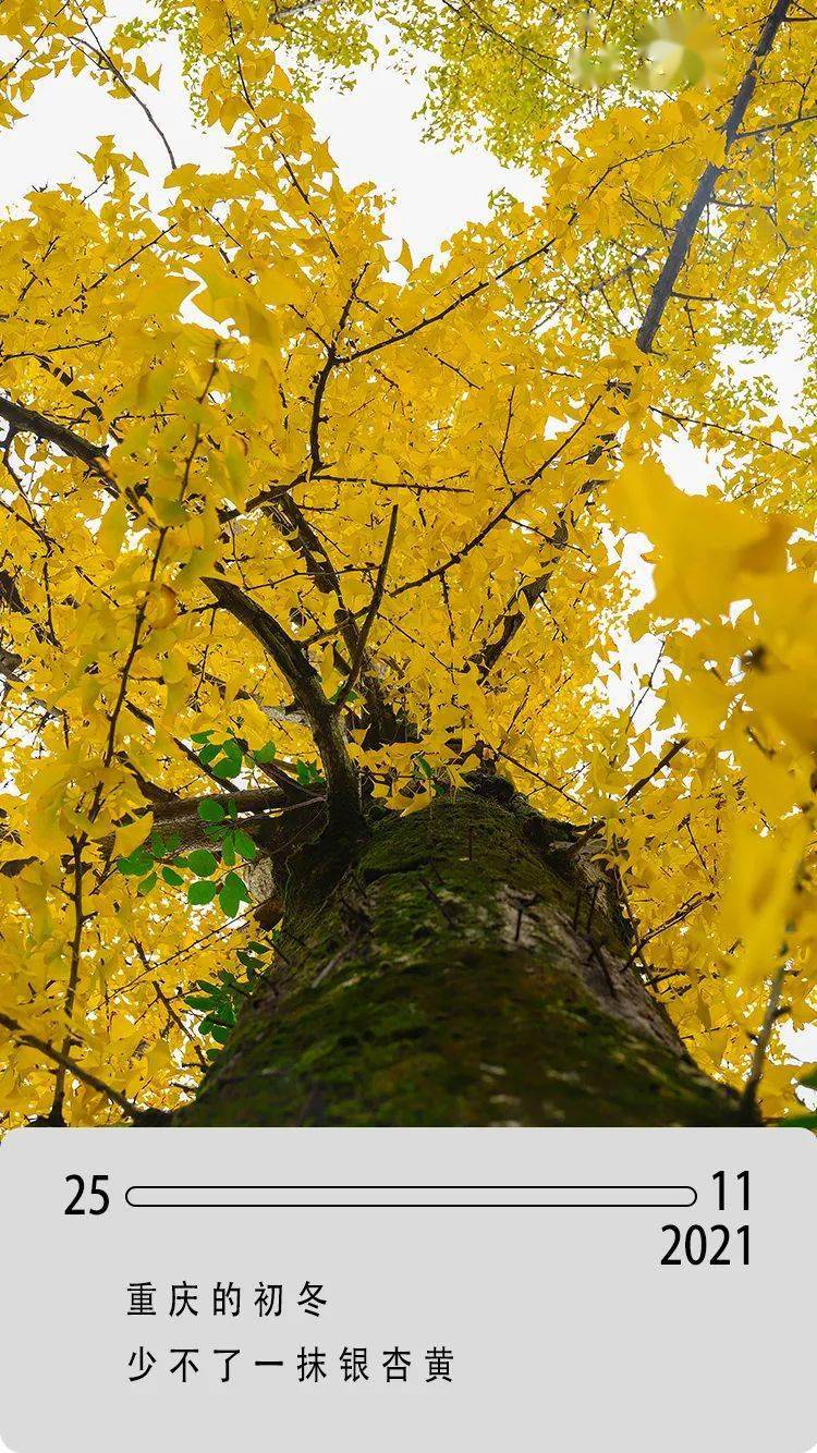 重庆,黄了!