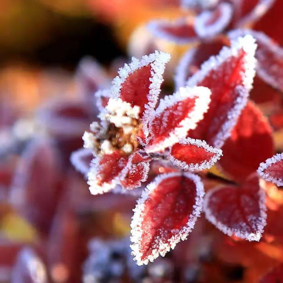 【 诗心斋微型诗社】四季微型诗联盟第165期微诗同题《心霜》作品集萃（总第621期）