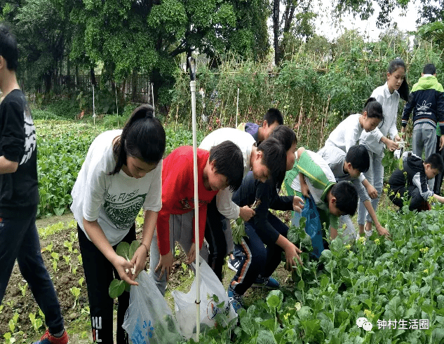 钟村这所小学被评为广州5a级小农田建设学校_劳动_实践_钟秀