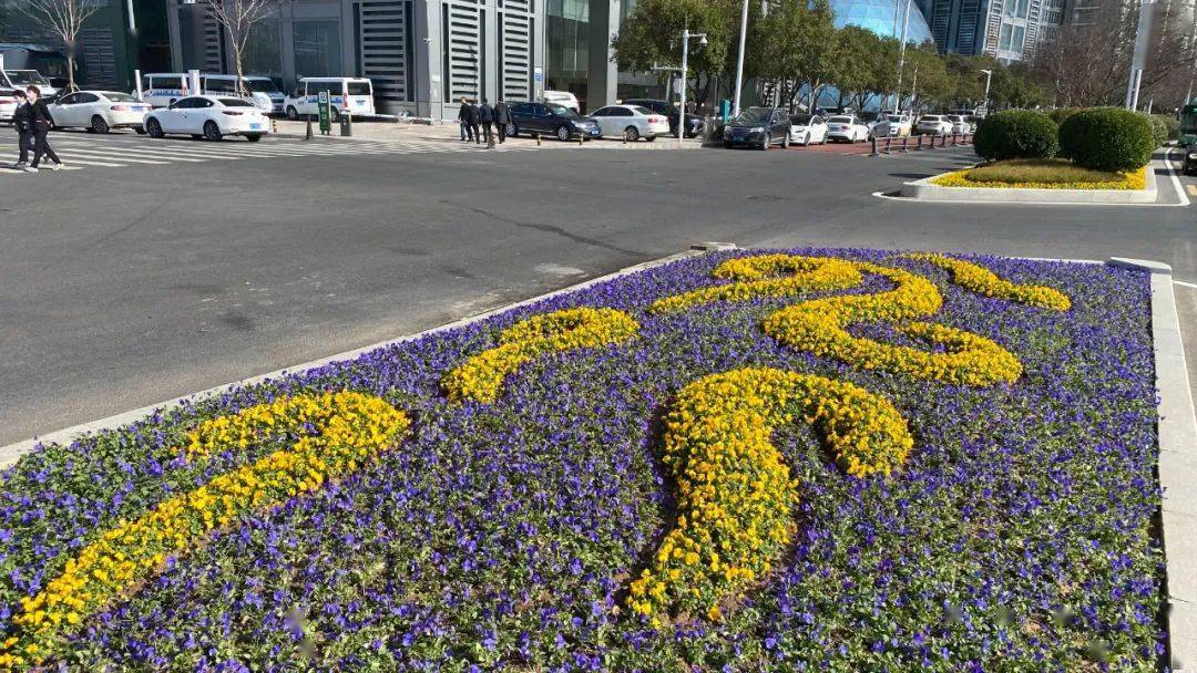 耐寒花卉应用案例郑州商务内环路花坛