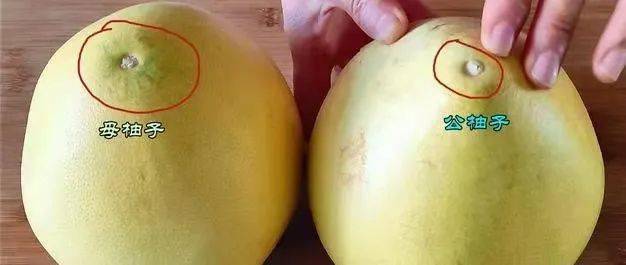 柚子有公母?母柚子甜?挑柚子"三看一捏一掂"才是正道