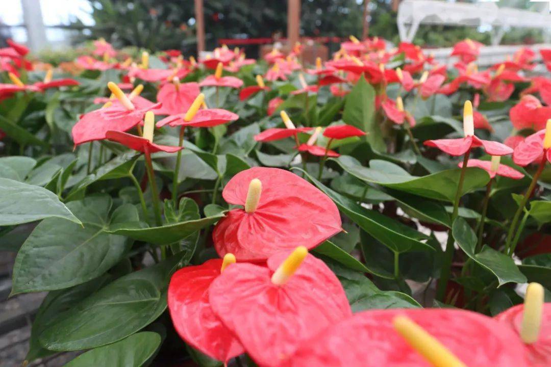 到双河热带植物园必须要做的三件事情