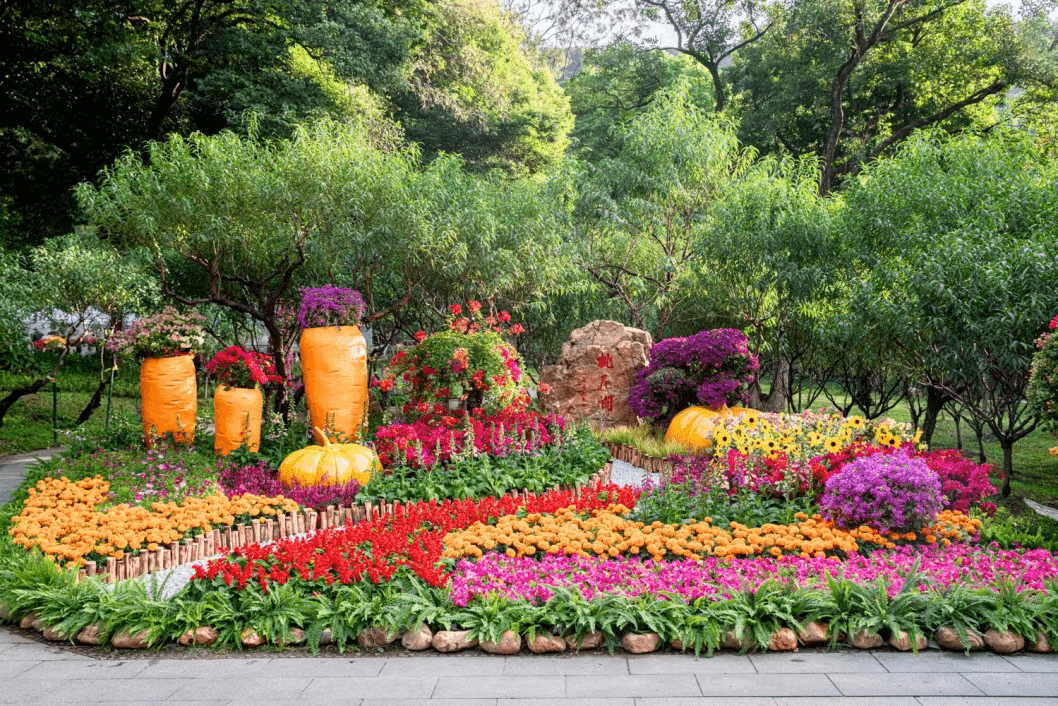 邂逅不一样的美!2021广州簕杜鹃花展开幕