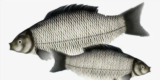 江苏一男子野钓遇 怪鱼 没见过也不认识 网友 食人鱼 鲳鱼 我国 物种