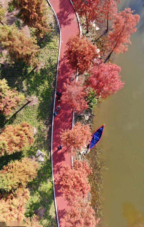 通州|江苏南通：池杉林现五彩风景