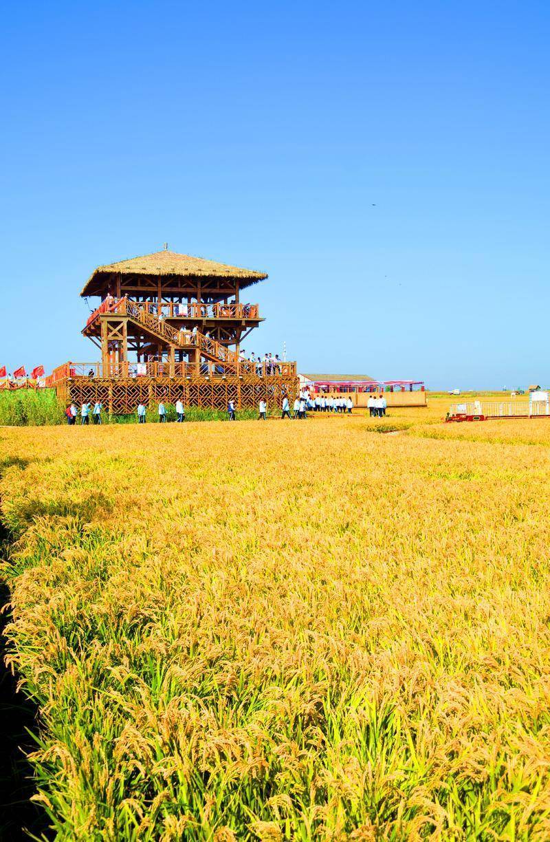 风景|去一个叫：辽宁盘锦的地方