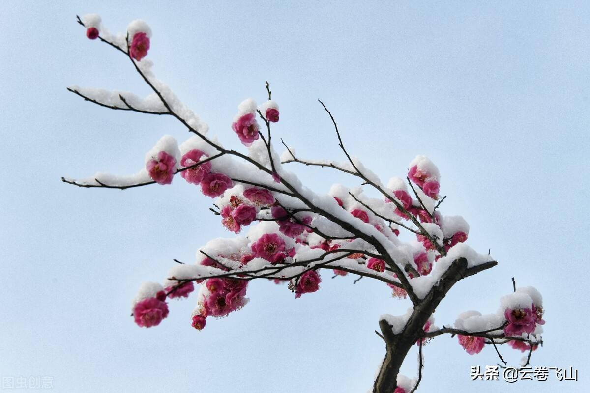 一剪梅雪中图片图片