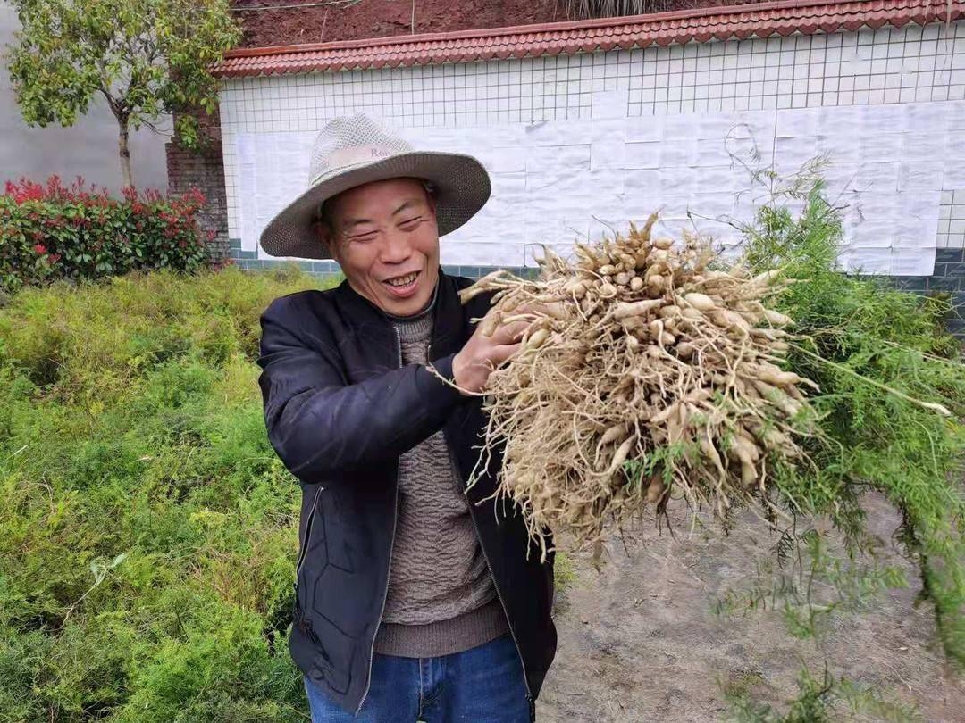 火花村村民种植天冬