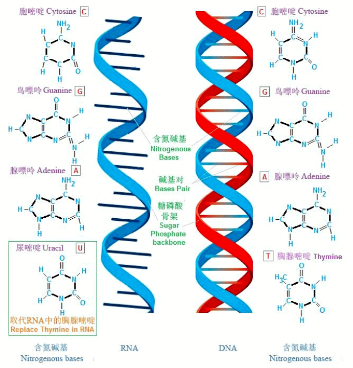 新冠病毒RNA结构图片