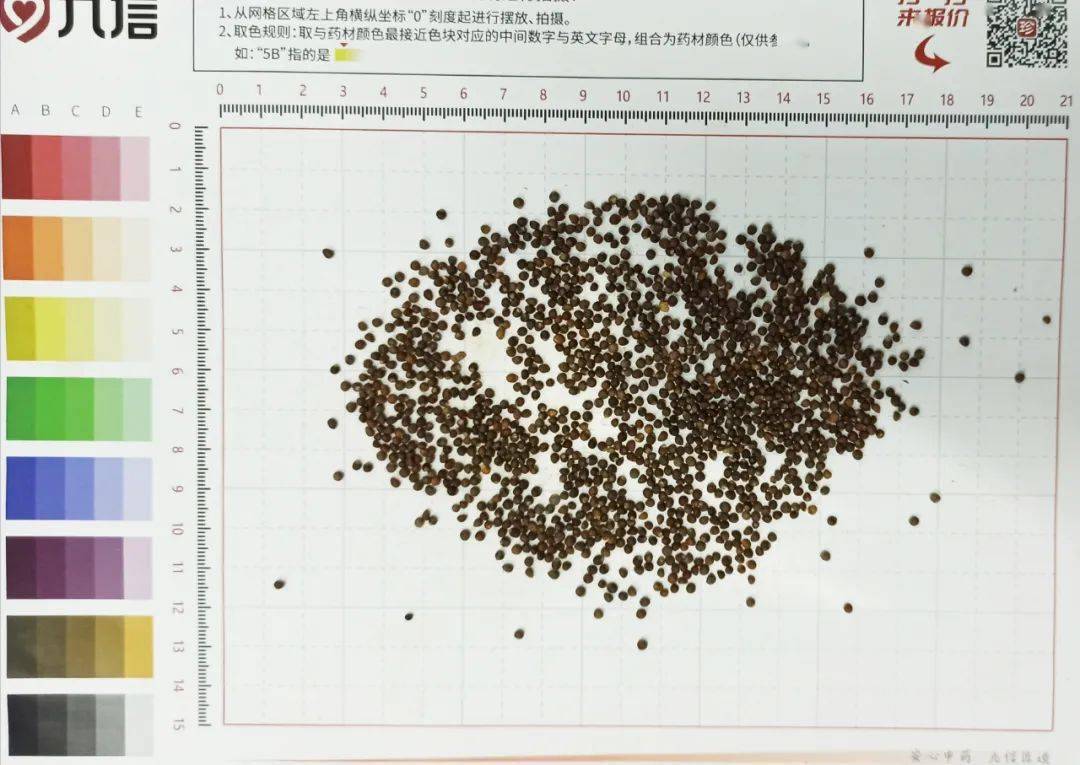 分析解读 紫苏子价位已高 行情看涨 品种 种植 药材