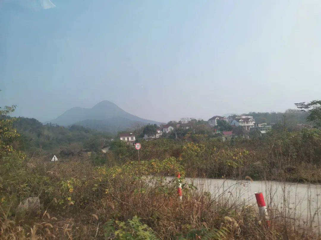 去庐江矾山看油茶花,美景如画,让人放松心灵!_茶油_地方_村民