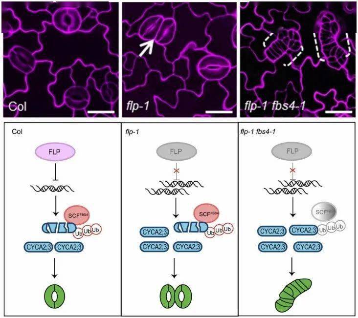jipb67中国科学院植物研究所乐捷课题组发现植物气孔