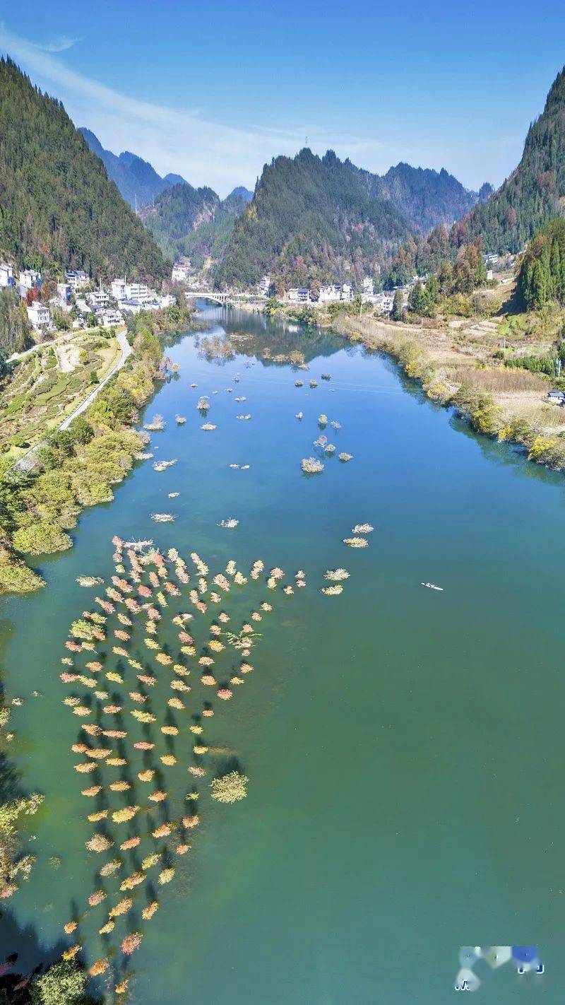 【多彩恩施】湖北咸丰:风光旖旎唐崖河_河流_游人_池杉