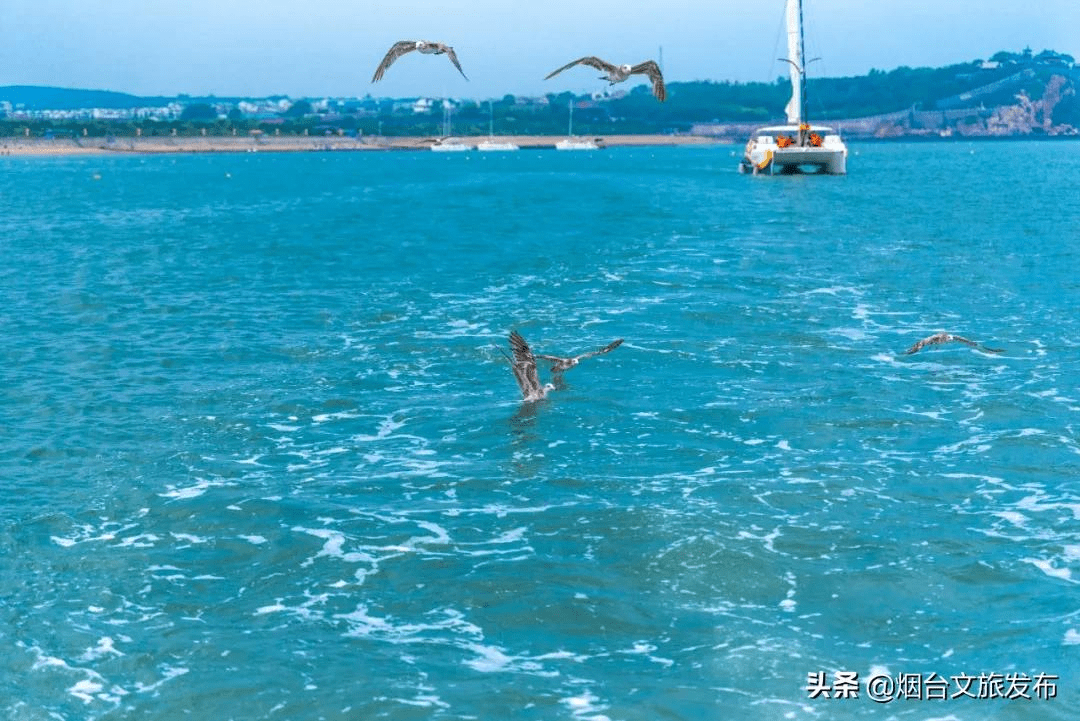 海鸥|“小精灵”又回来啦！快到蓬莱海边来一场“鸥遇”吧~