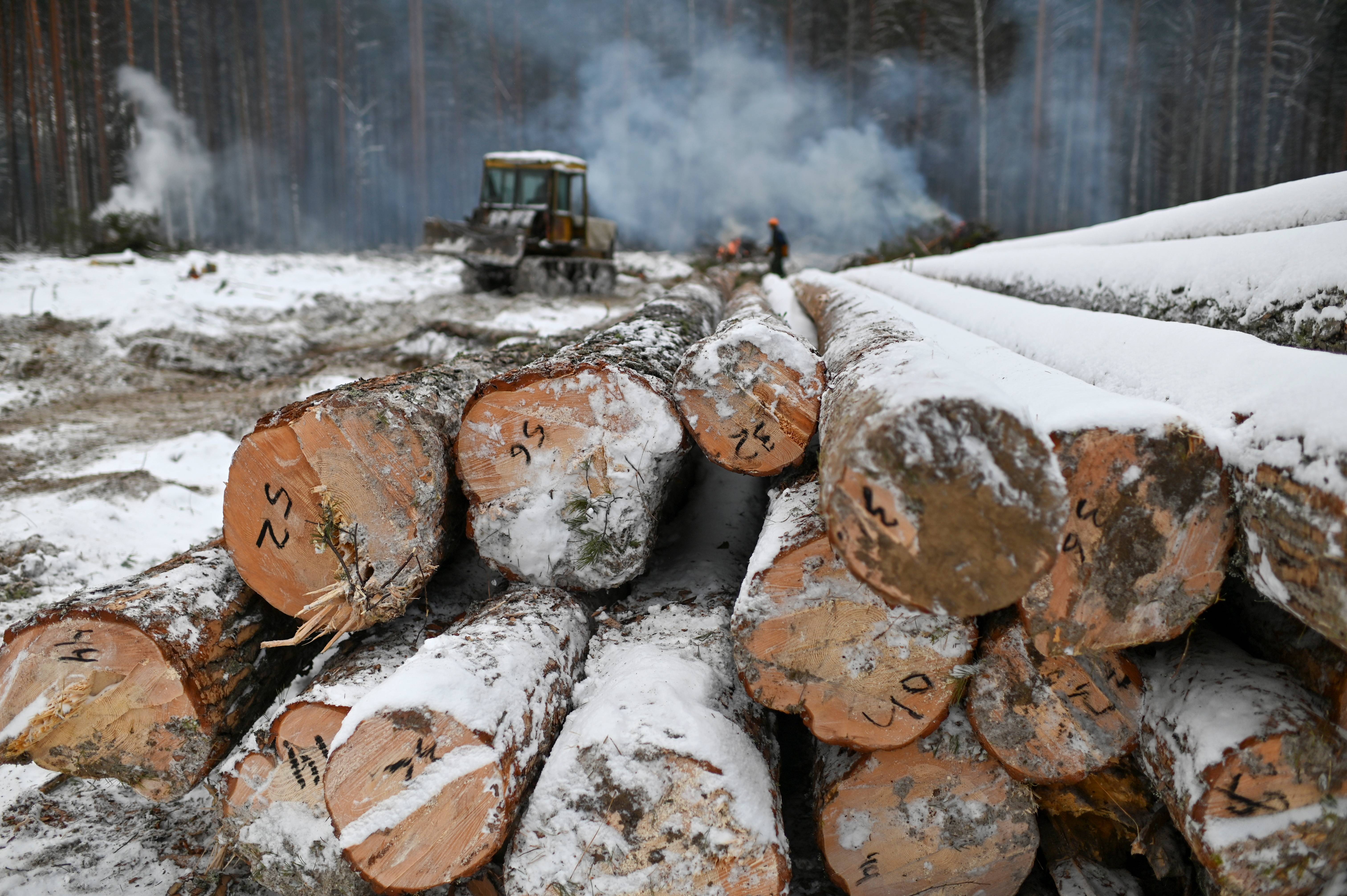 这是11月23日在俄罗斯鄂木斯克地区一个树林拍摄的木材