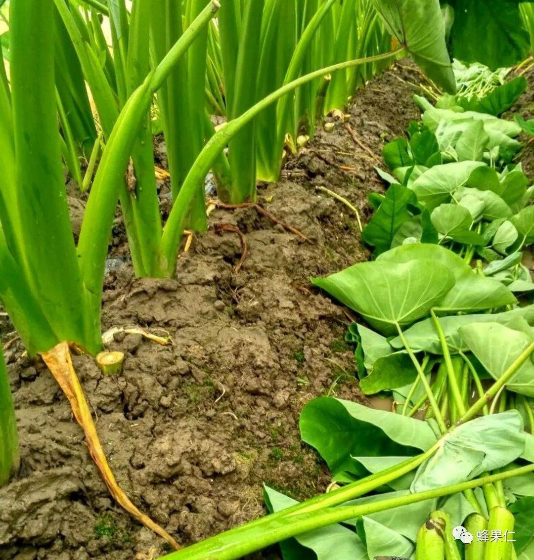 你知道芋頭能長多大嗎這種芋頭最大的15個成年人一頓吃不完