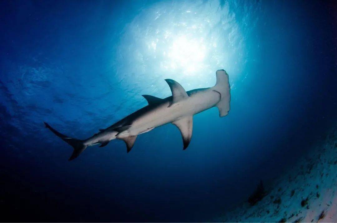 班达海行程将会带您探索远离陆地的潜点,这里有最好的垃圾潜水点,也有