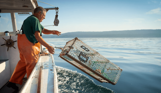 一起前行将"冻品攻略"设为星标99距离加拿大最大的两个渔业:龙虾