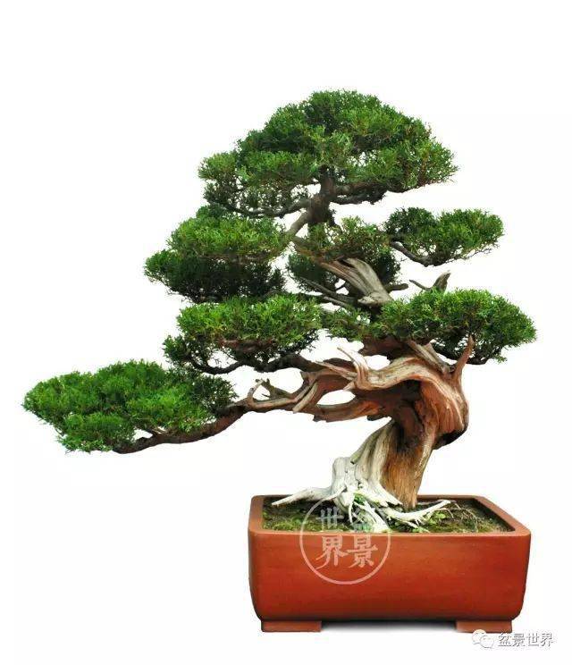 霸气侧漏中国柏树盆景之美