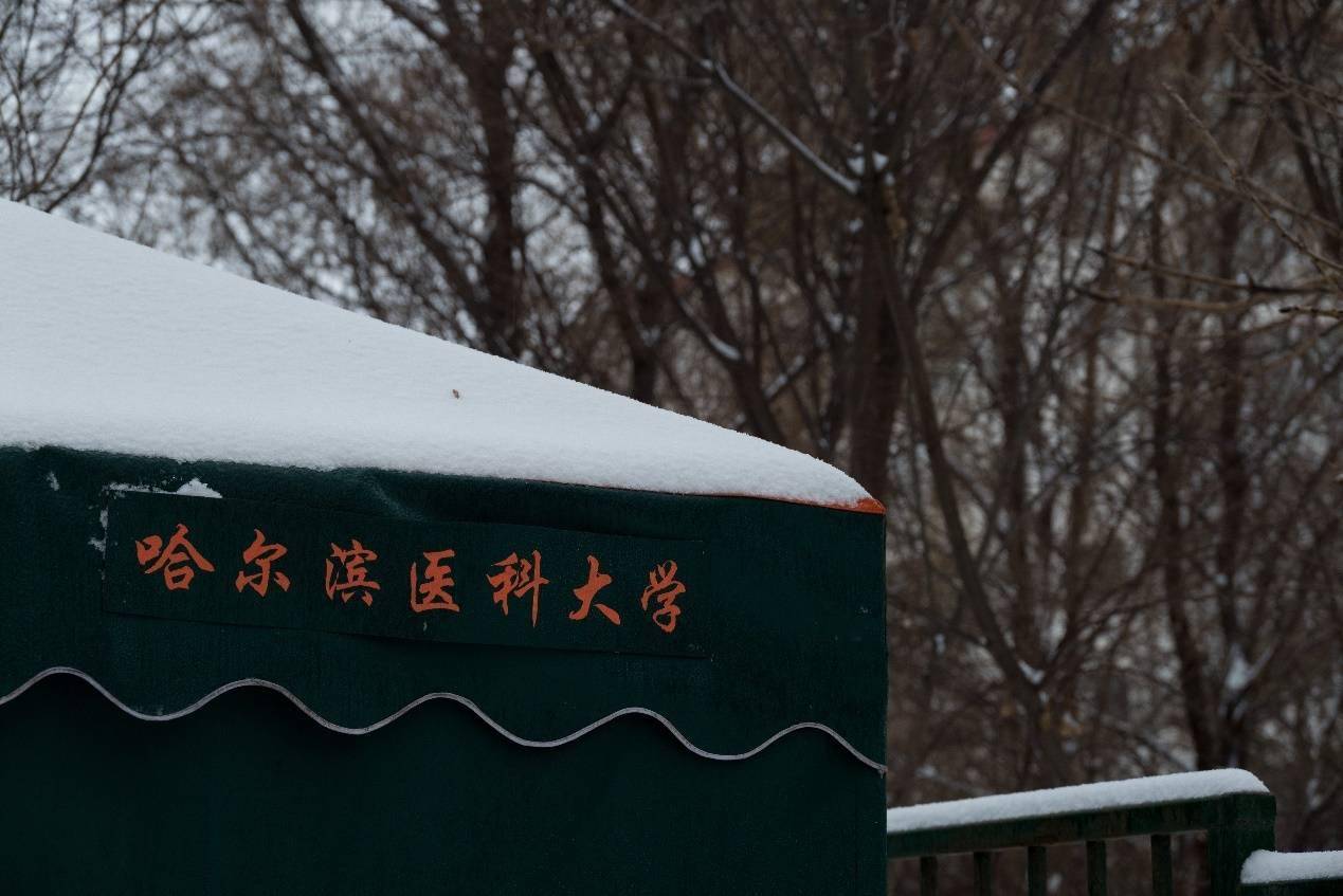 银白|【雪落象牙塔】哈医大：凭栏观雪 赏玉树银花