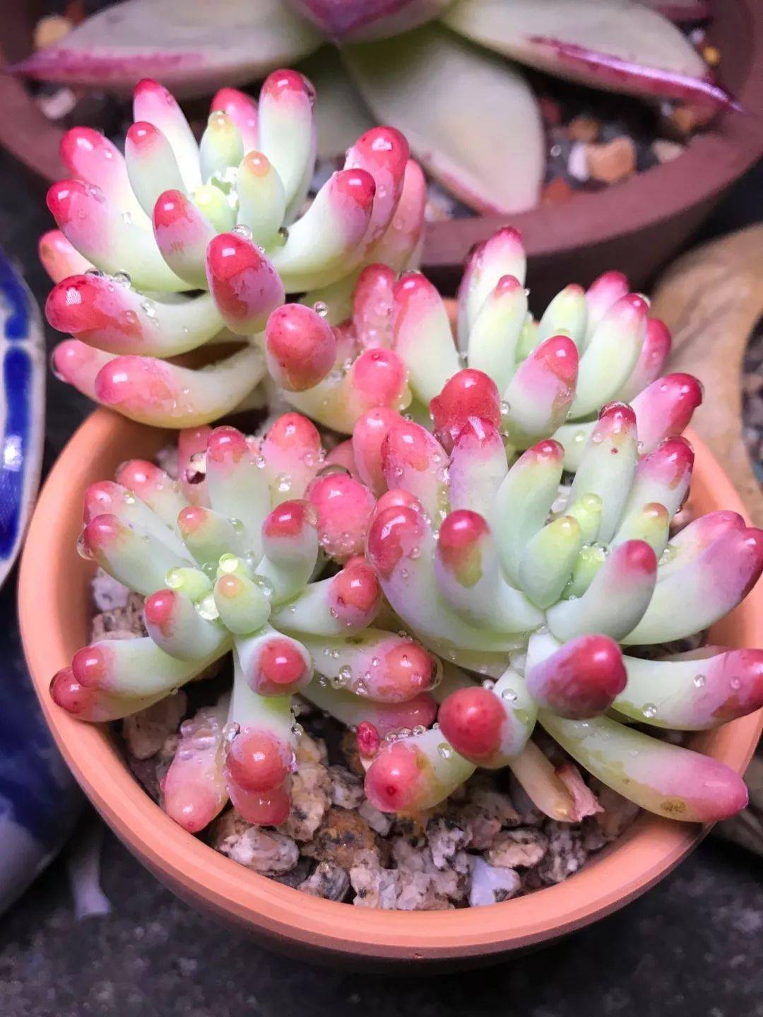 步骤见一次爱一次的肉肉植物多肉植物手绘教程