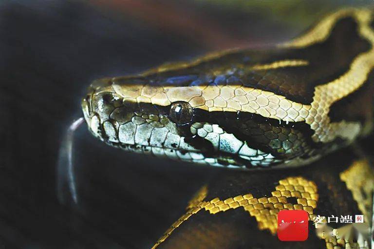 是"大胃王"也是"社恐" ,这或许是你不了解的大蟒蛇