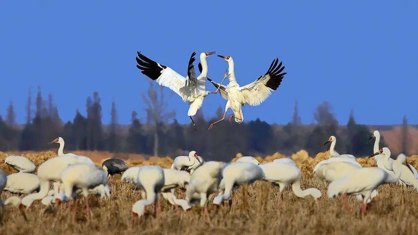121217鄱阳湖候鸟白腿小隼中华秋沙鸭翠鸟天鹅白鹤七日拍鸟团