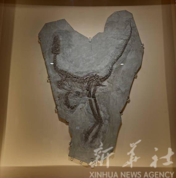 揭秘恐龙化石丨亿年前这种恐龙，为何被命名为“鸟”？