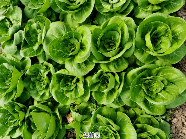 实验证实这3个小白菜品种抗性强商品性好