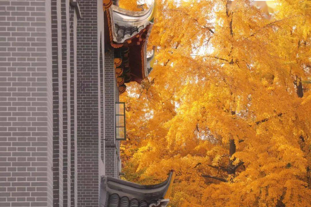 美出天际一眼千年看不尽川大银杏芳华