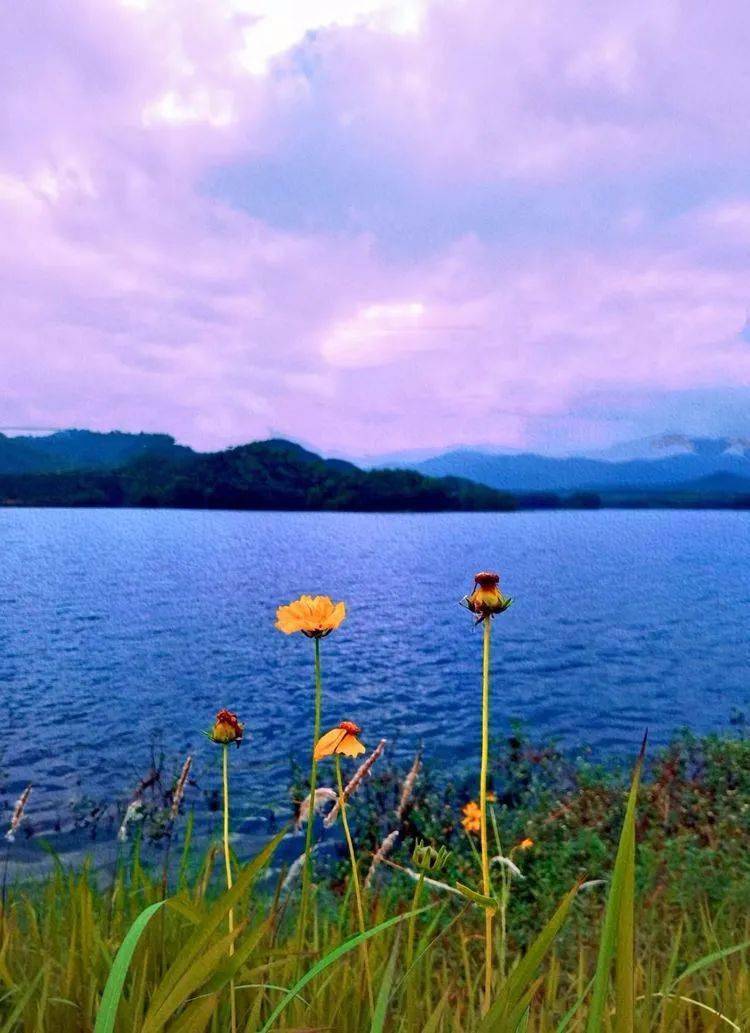 陂有景61诗无题_静水_微澜_归程